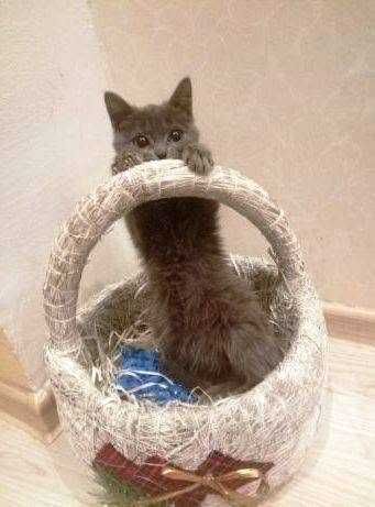 Котёнок-мальчик в заботливые руки