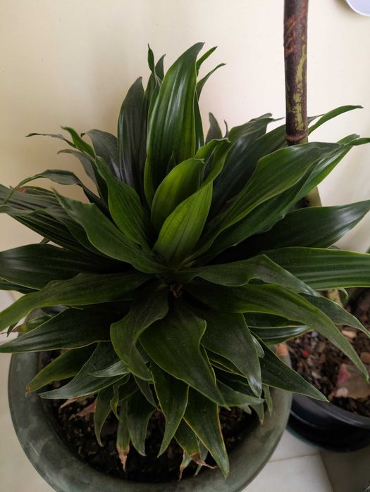 Planta Dracaena Compacta em crescimento