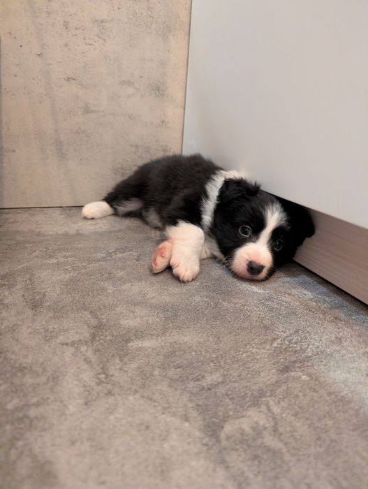 Sprzedam suczkę border collie z rodowodem