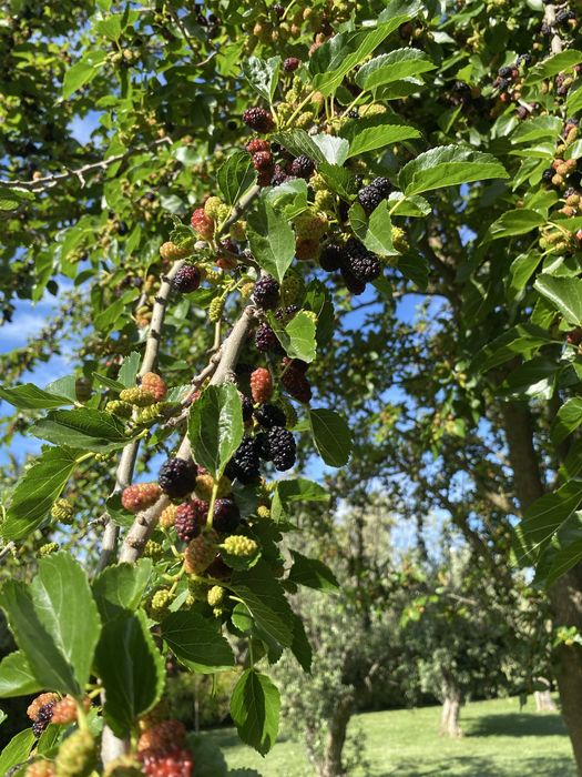 Amoras Fruto Ultrabiologicas arvore