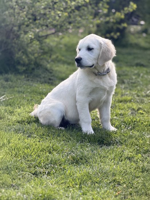 Golden Retriever FCI szczeniak