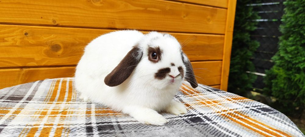 Króliczki rasowe mini lop karzełek baranek miniaturka