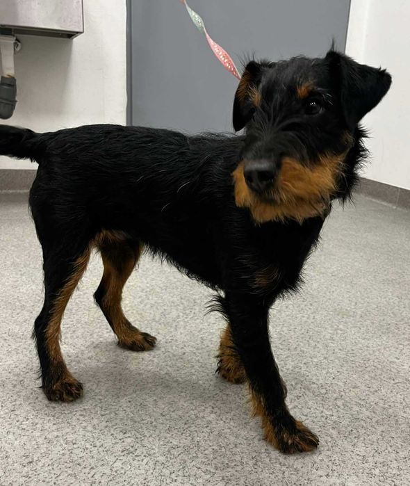 Znaleziono młodego psa gmina Ustka