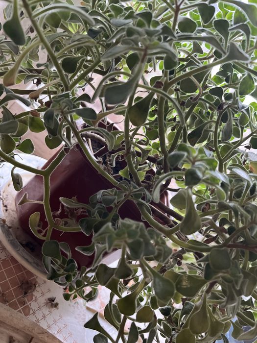 Продаю квіти в вазоннах