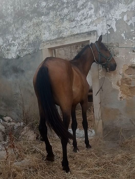 Pra venda poldra