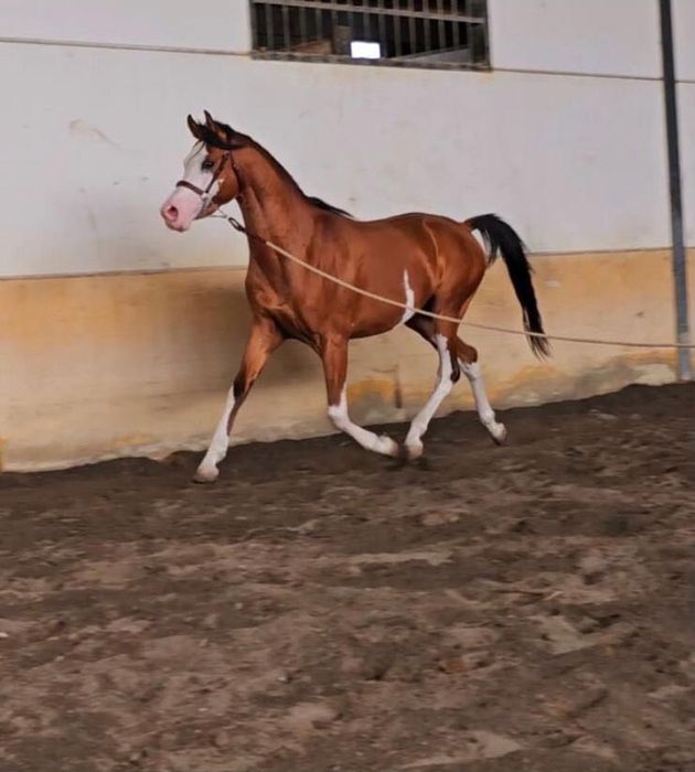 Potro puro sangue arabe