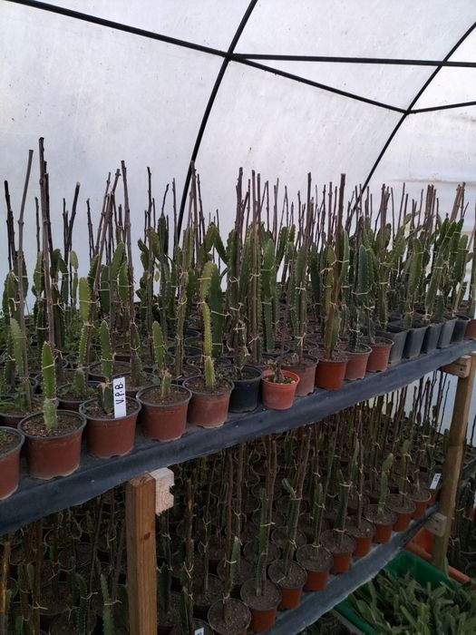 Promoção, Pitaya planta enraizadas