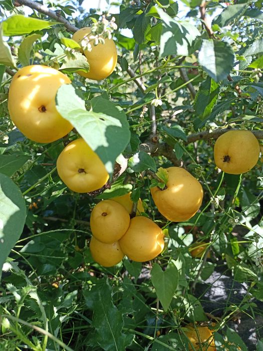 Pigwowiec japonski 2 sort 10 kg