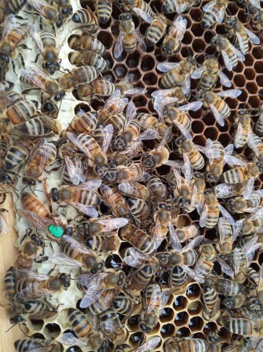 Матки Бакфаст F1. 2025року