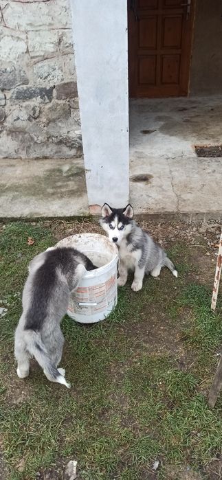 Сибірська  хаскі