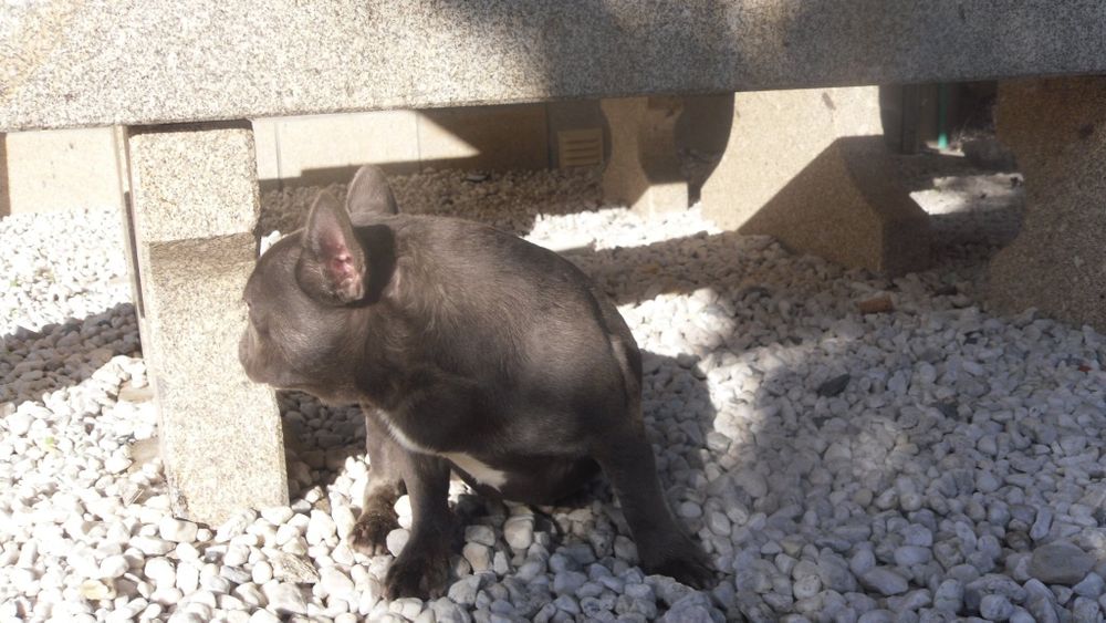 Bulldogue Francês azul macho