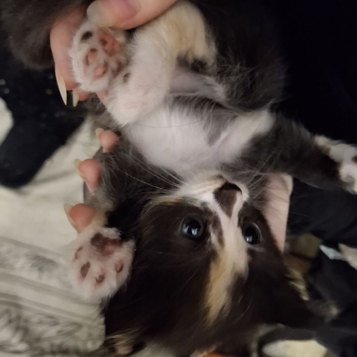 Котята трехцветные