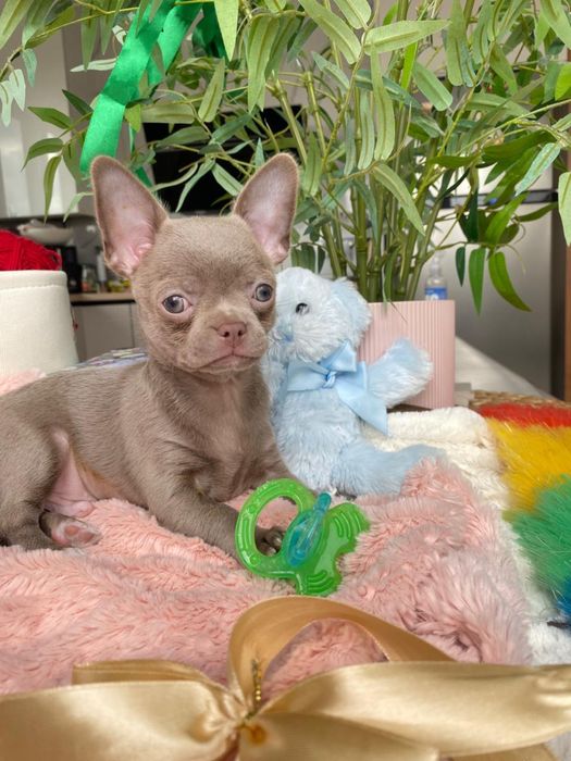 Хлопчик чихуахуа у Львові