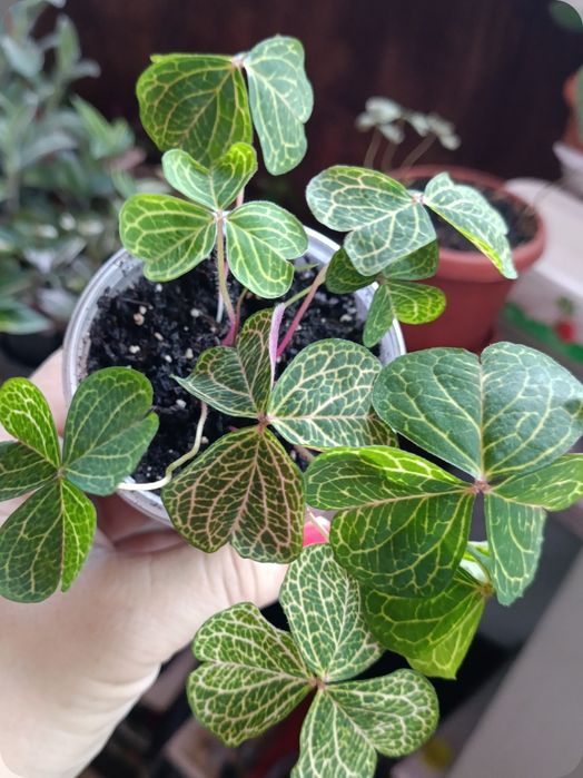 Кислица Corimbosa Aurea reticulata