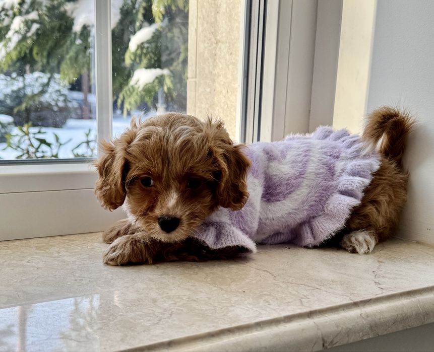 Мальтіпу F1- міні дівчинка