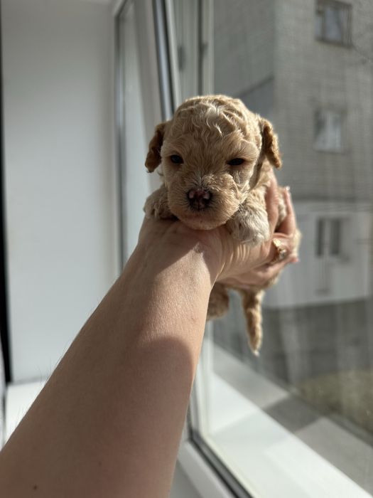 Дівчатка мальтипу