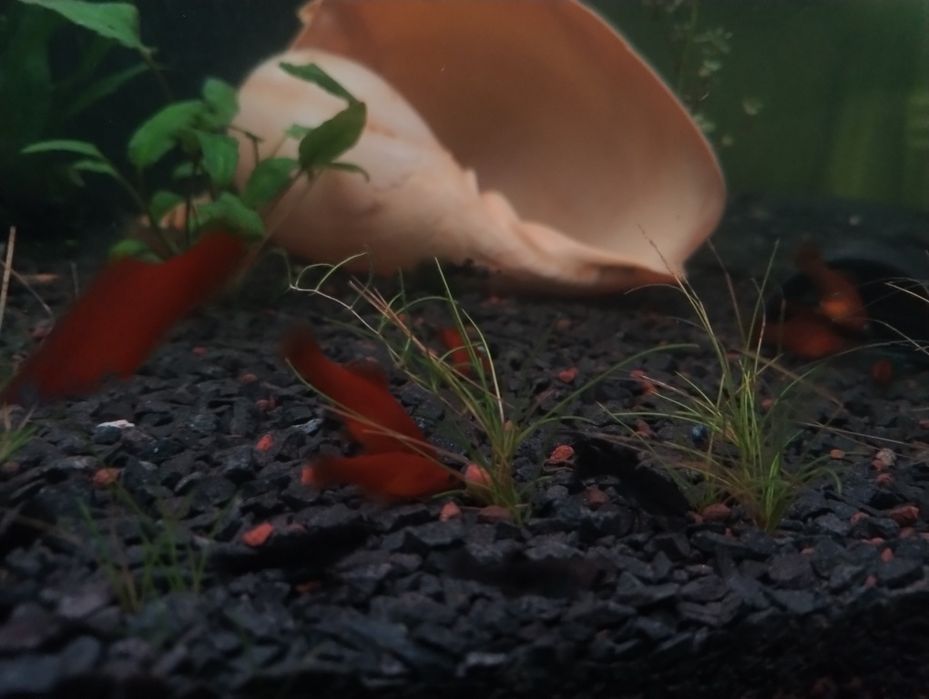 Młode rybki  Mieczyki Hellera