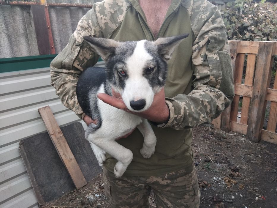 Продам щенка хаска девочка