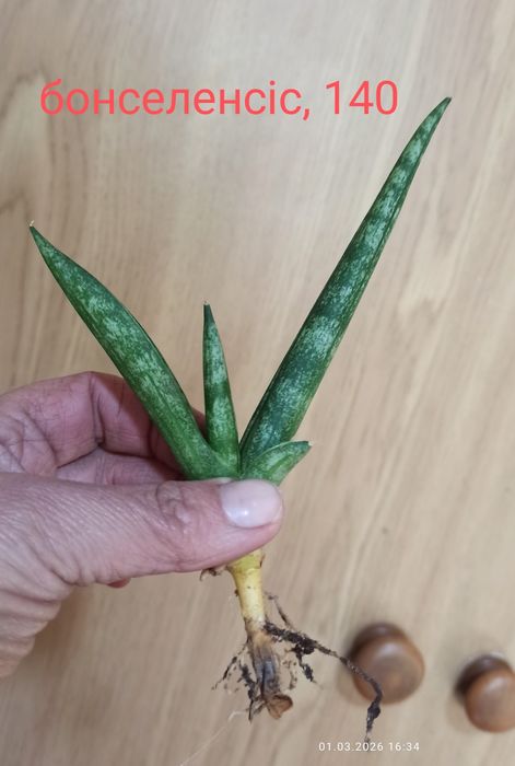 Сансевієрії Голандські