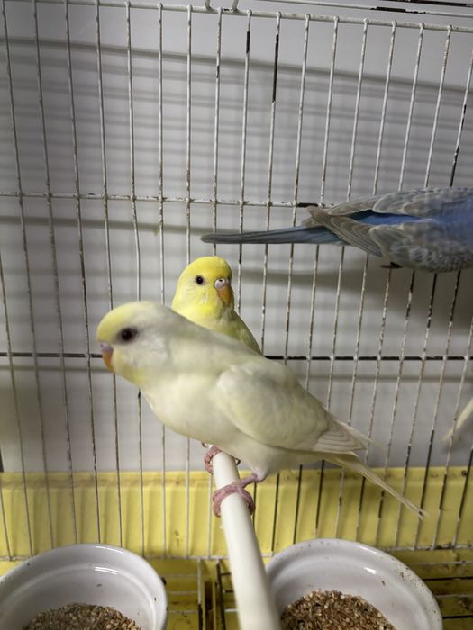 Periquitos varias mutaçoes