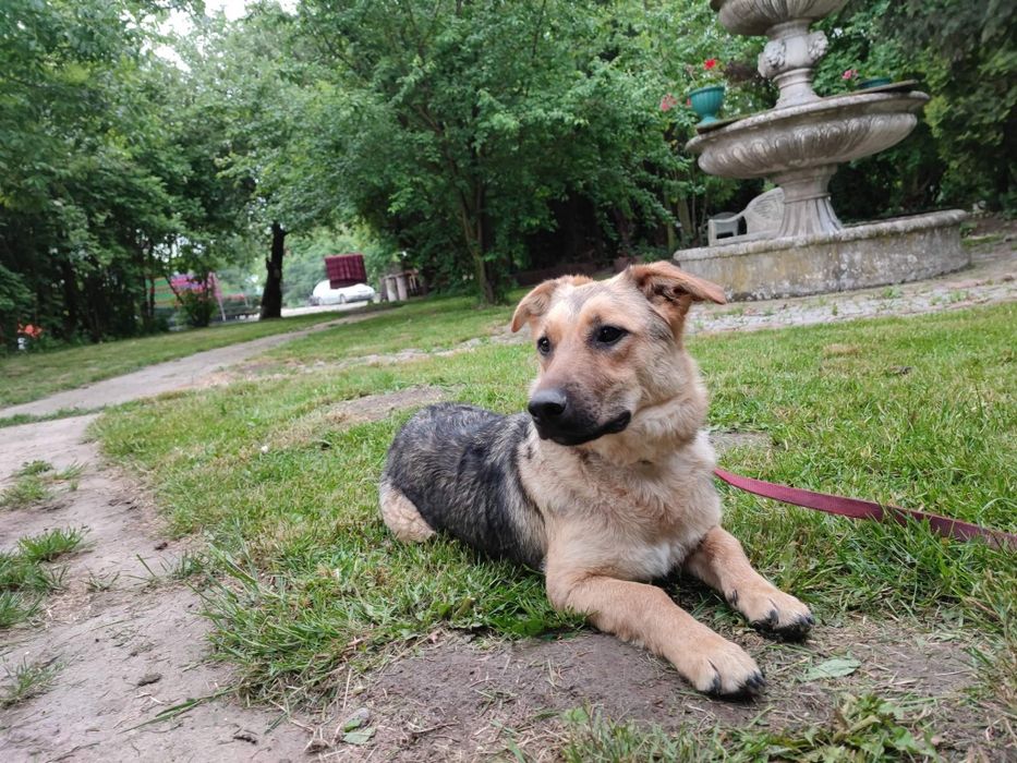 Szczeniak Lily do adopcji!!! Pieski dowozimy!!!