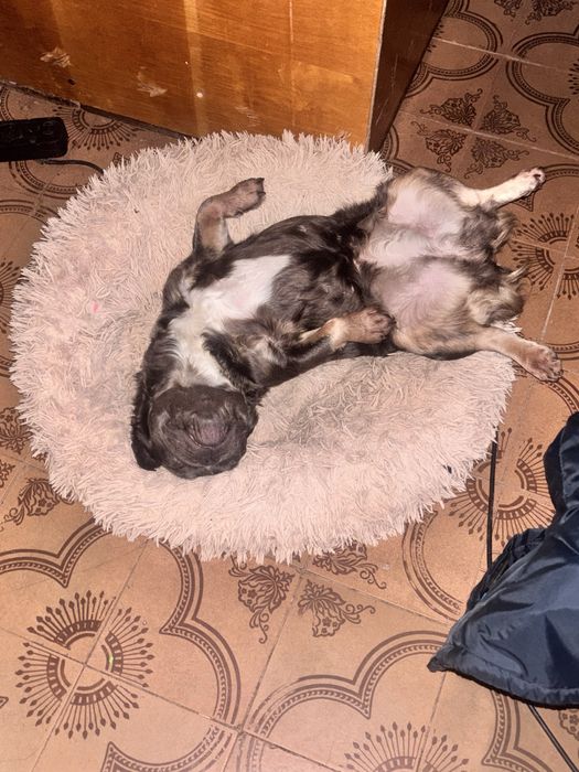 Дівчинка флаффі