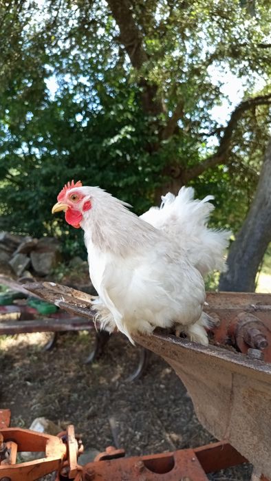Galo Pekin Bobtail - 3 meses e meio
