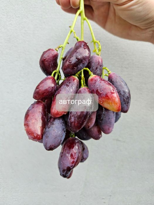 Продам черенки винограду