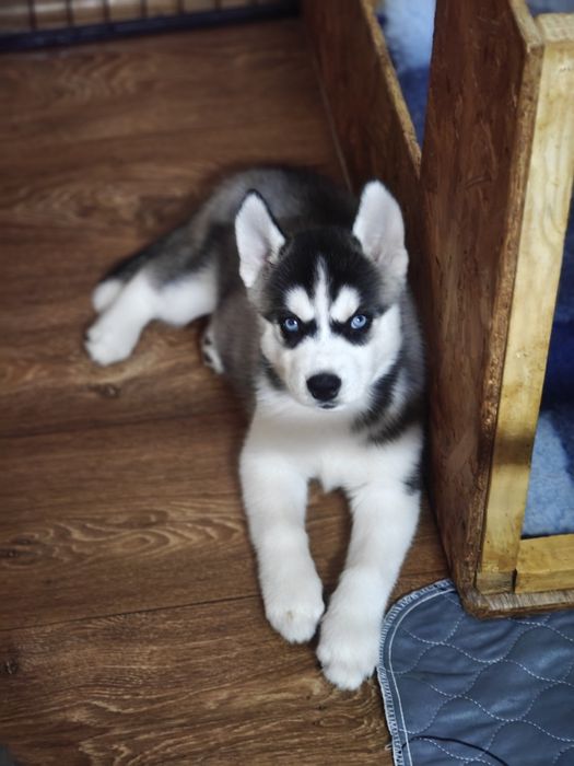 Шикарные голубоглазые девочки, щенки хаски