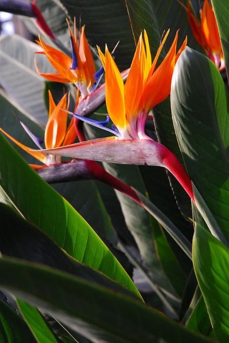 Estrelícia adulta ave do paraíso planta da Madeira dá várias flor ano