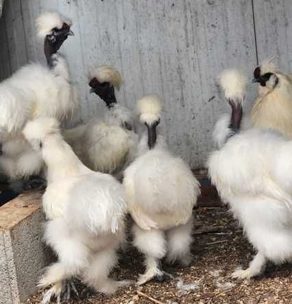 Galinhas - Padovana / Sedosas Japão - Showgirl
