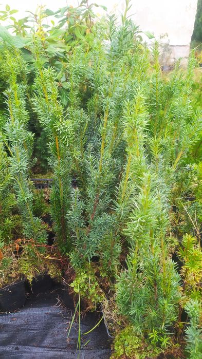 Ładny cis Hiksi doniczka P9