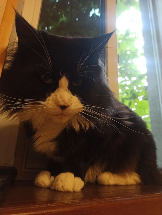 В'язка злучка (случка) кіт Мейн-Кун