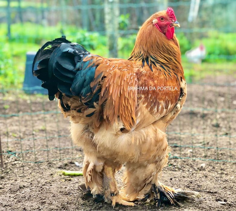 ( OVOS ) BRAHMA SALMÃO / BRAHMA BUFF / BRAHMA LIGTH