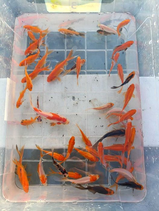 золоті рибки, комета, шубункін, карп коі