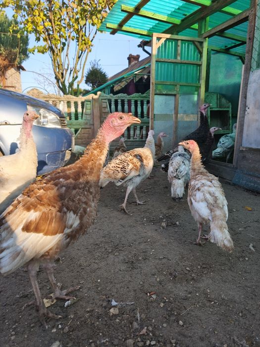 Індики молодняк різних порід