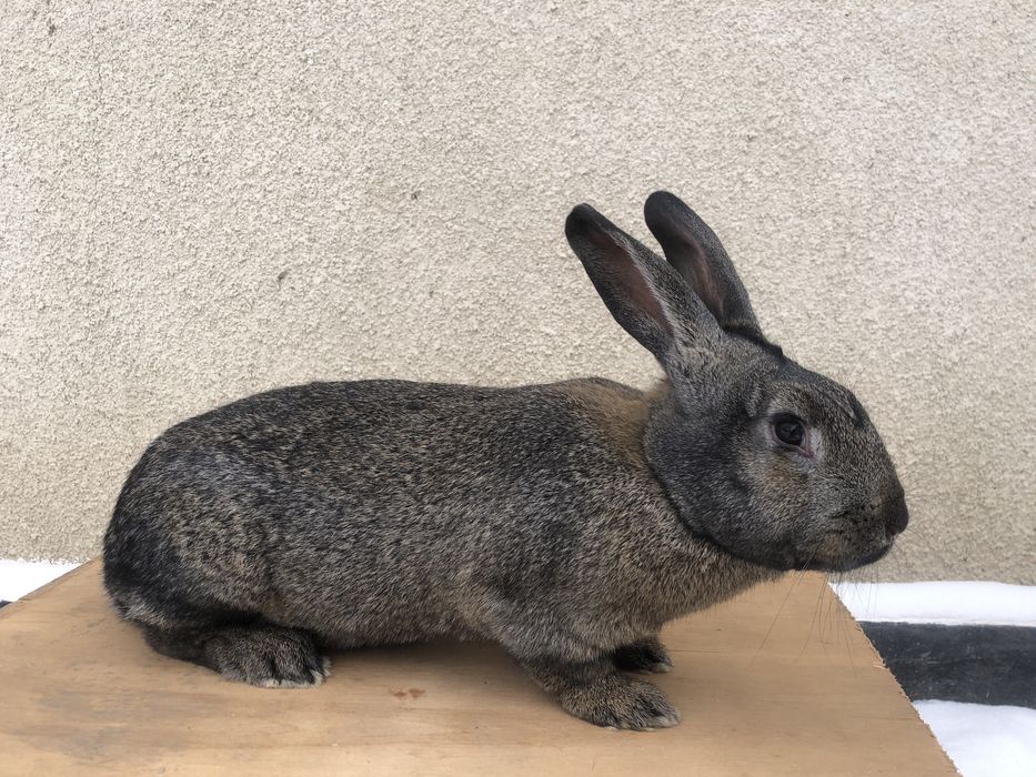 Кролі і кролиці