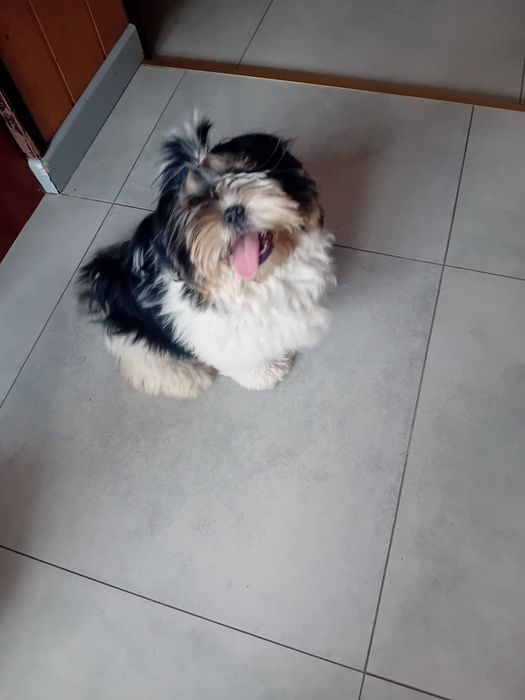 Shih-tzu sprzedam