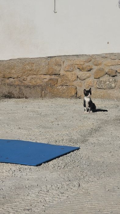 Gatinhos 8 semanas