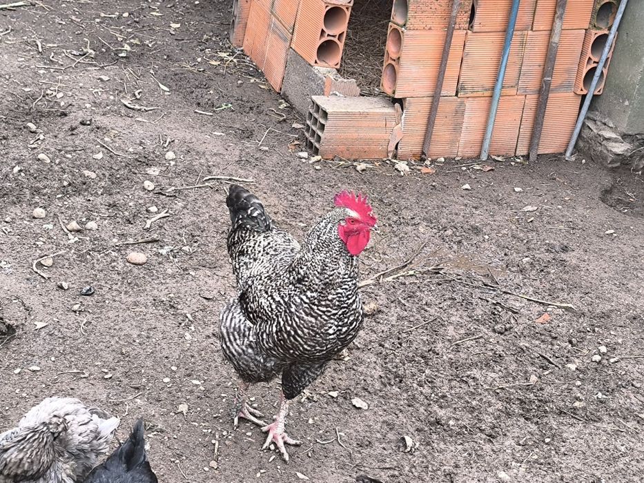 Casal da Raça Maline