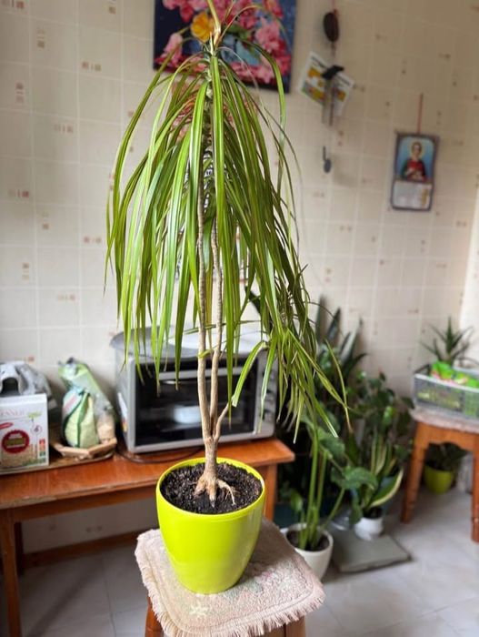 Стреліція двох видів, Драцена