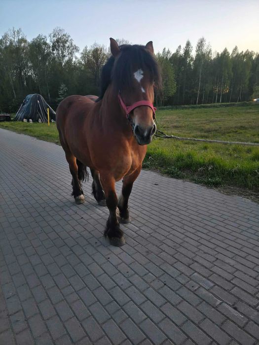 Sprzedam klacz pkz
