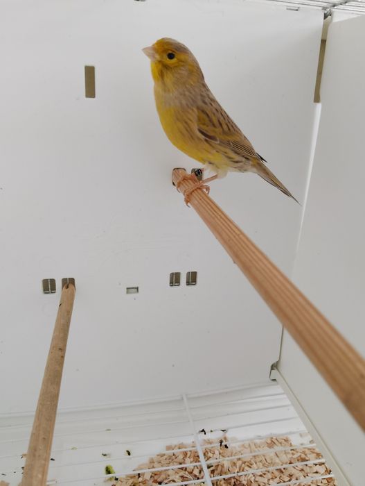 Agat klasyczny  samiczka