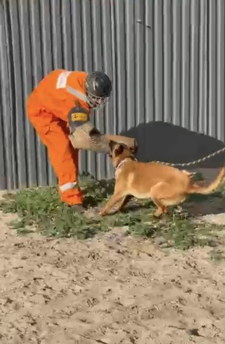 Owczarek belgijski malinois samiec