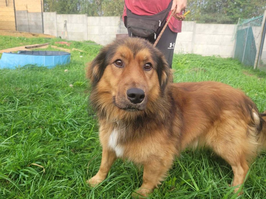 Sziro do adopcji