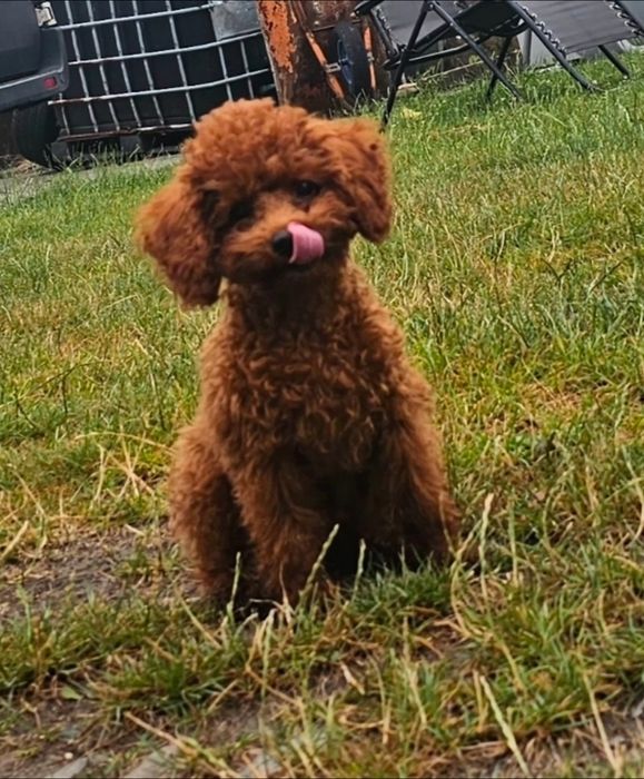 Szczeniak Pudel Toy Red Brown