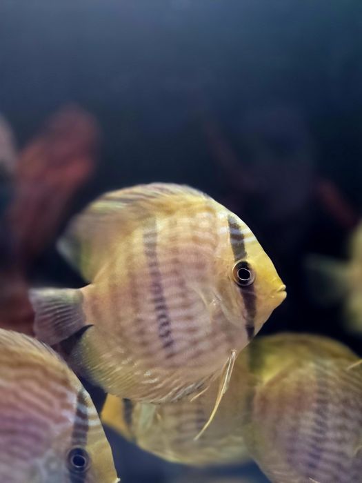 Discus heckli wild/Paletki /dyskowce