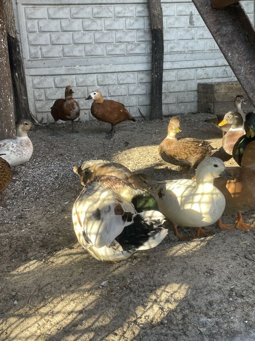 Качки міні даки продам