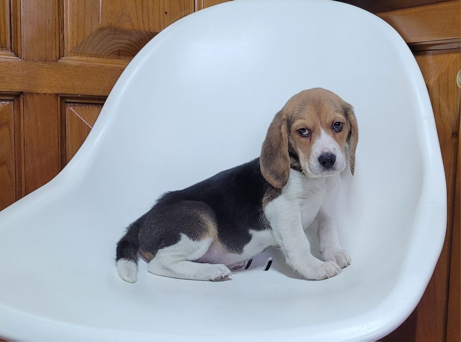 Beagle macho bebé