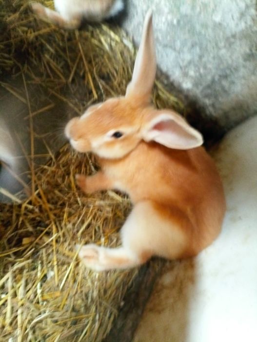 Coelhos (machos e fêmeas) com cerca de 3 meses